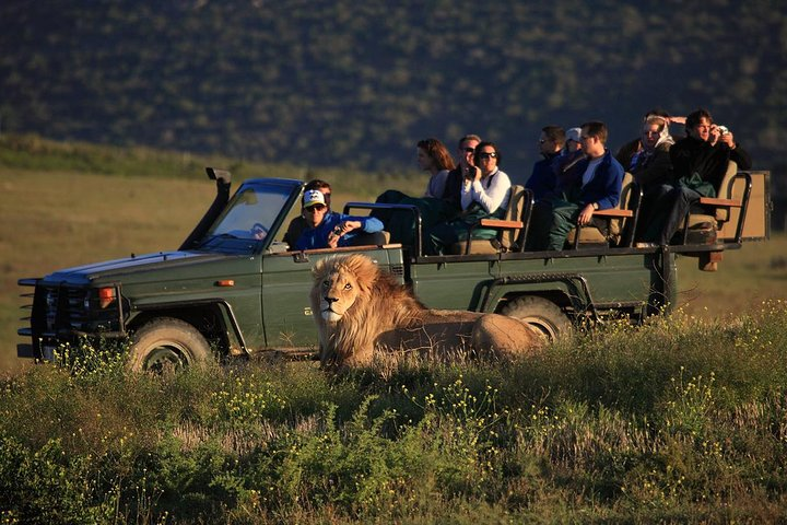 Experience the thrill of the wild as you encounter majestic lions up close during your 2 Day Safari from Cape Town surrounded by stunning landscapes and diverse wildlife.
